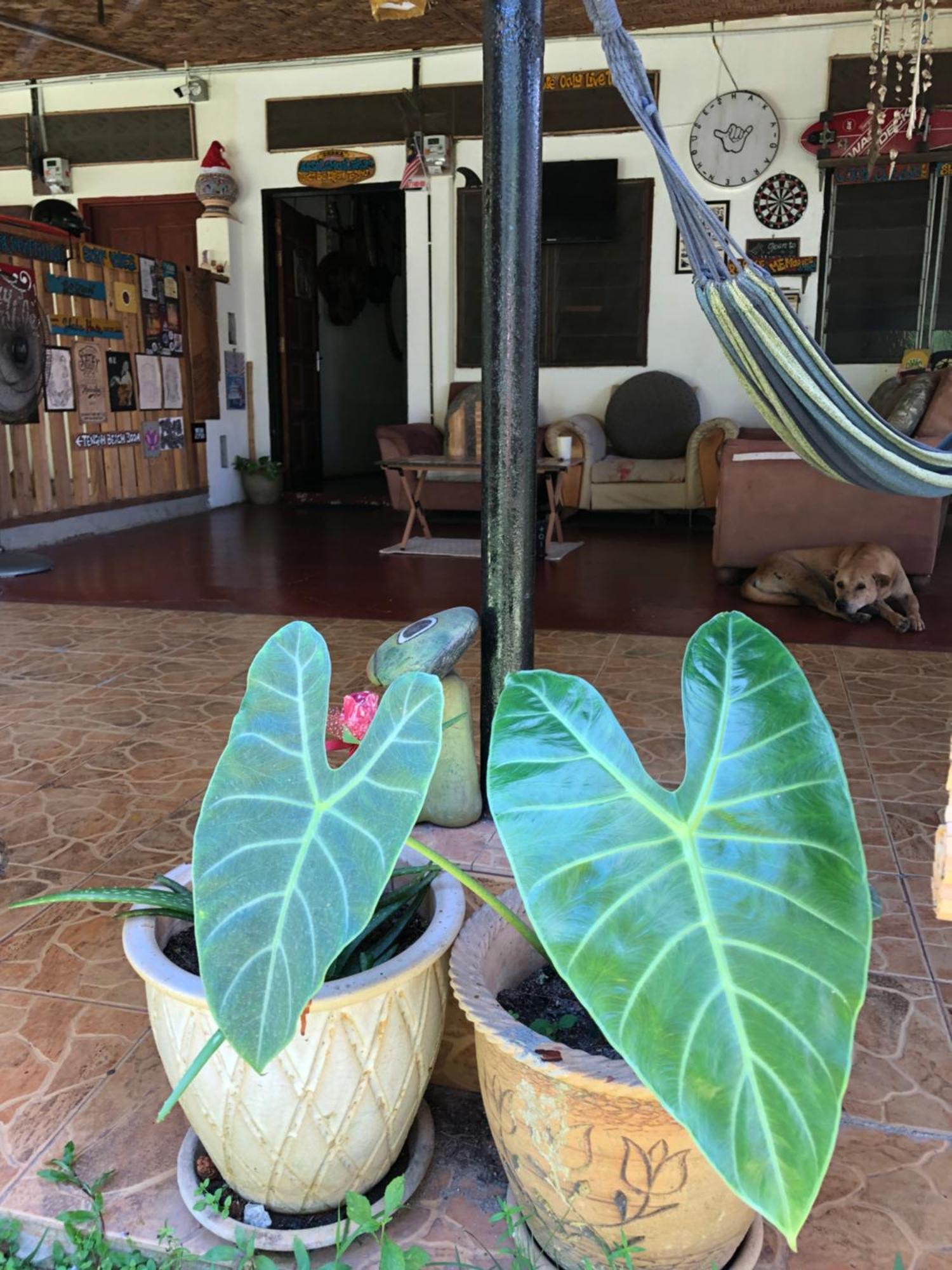 Appartement Shaka Garden House Langkawi à Pantai Cenang  Extérieur photo